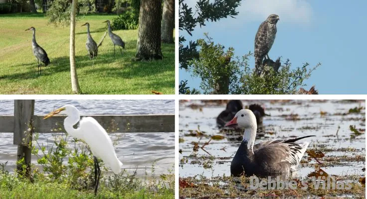 Go Wild With Florida’s Wildlife