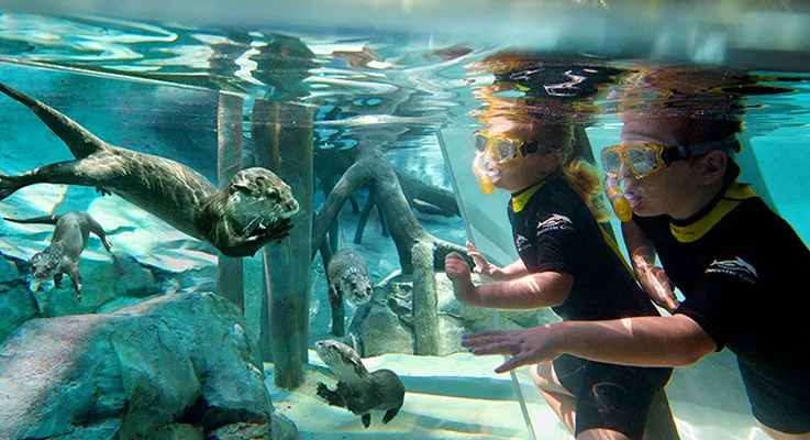 What’s Included in the Discovery Cove Ticket Package?