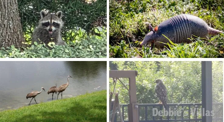 Go Wild With Florida’s Wildlife