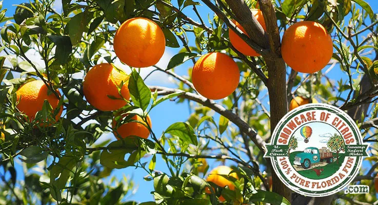 Discover all-things citrus at The Showcase of Citrus