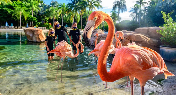 Flamingo Mingle Discovery Cove