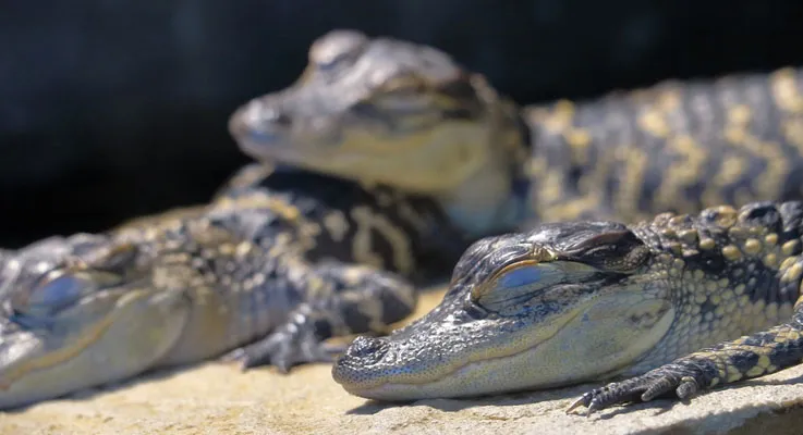 Our Guide to Alligators in Orlando
