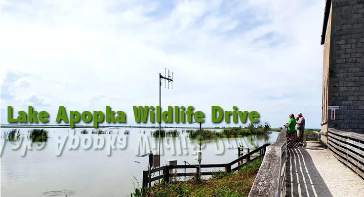 See Alligators in the wild on Orlando’s FREE Wildlife Drive!