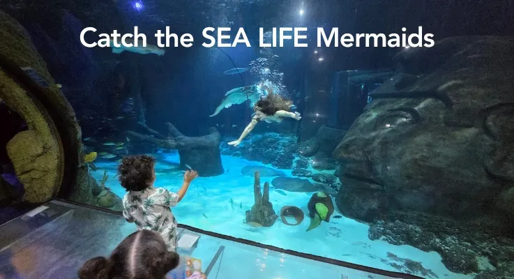 Catch the SEA LIFE Mermaids