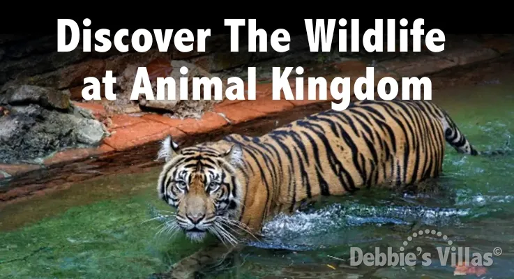 Discover the wildlife at Animal Kingdom
