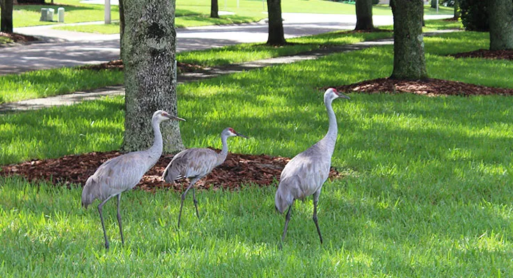 Wildlife to look out for around your villa in Orlando