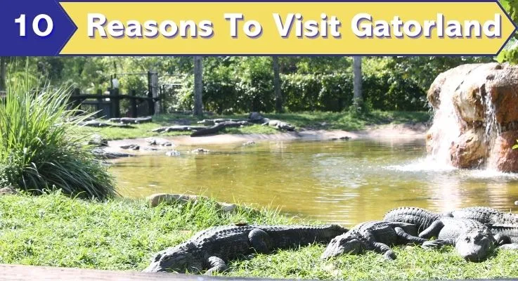 10 Reasons To Visit Gatorland