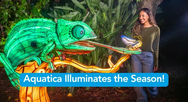 Aquatica Illuminates the Season!