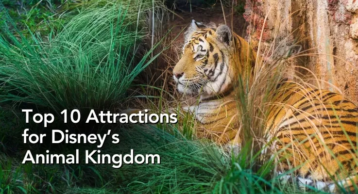 Top 10 Attractions for Disney’s Animal Kingdom