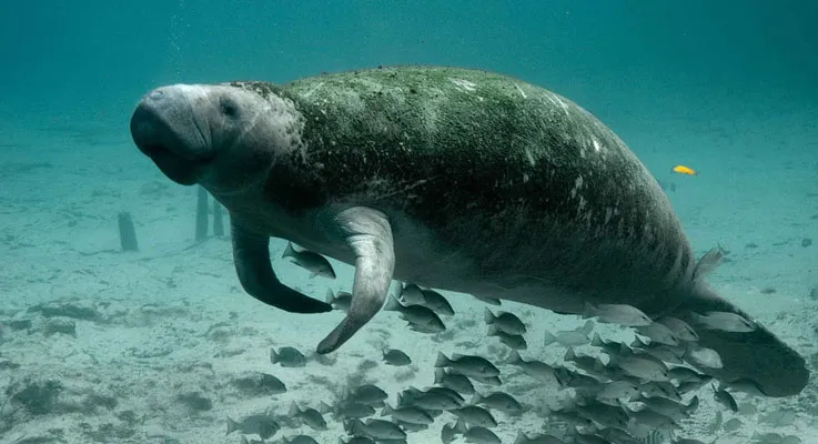 Swim with manatees in this once-in-a-lifetime experience