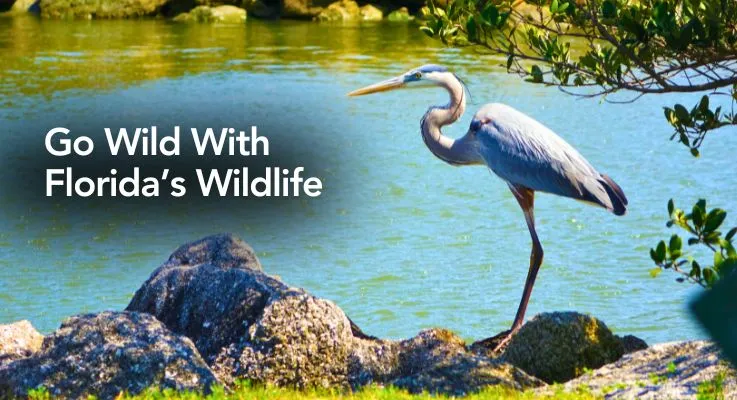 Go Wild With Florida’s Wildlife!
